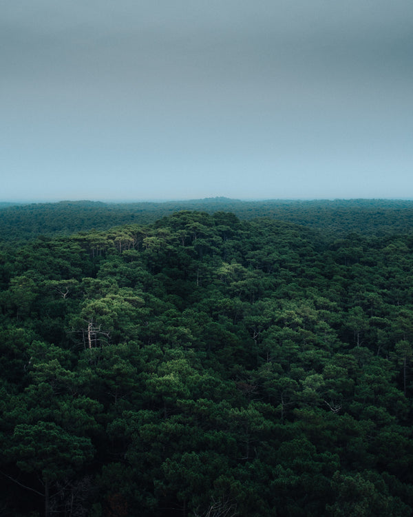 amazon rainforest carbon offset program